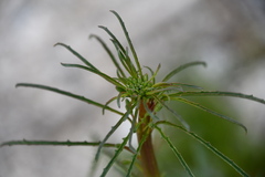 Eulobus