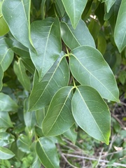 Xylocarpus moluccensis
