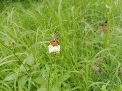 Phalerimeris phalerata