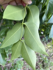 Xylocarpus moluccensis