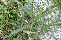 Eulobus