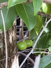 Xylocarpus moluccensis