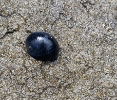 Nerita melanotragus