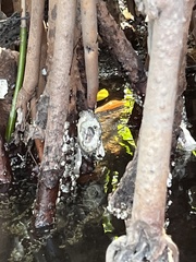 Isognomon alatus
