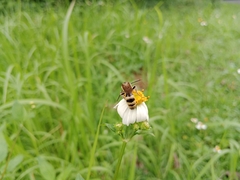 Phalerimeris phalerata