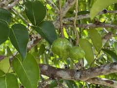 Xylocarpus moluccensis