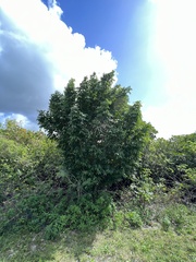 Xylocarpus moluccensis