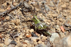 Phaulacridium marginale