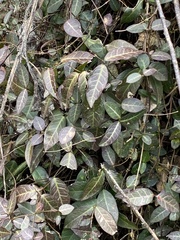 Trachelospermum