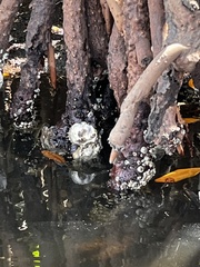 Isognomon alatus