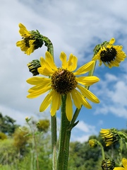 Verbesina tetraptera