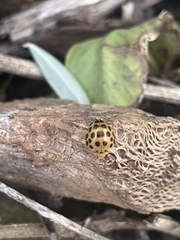 Henosepilachna sumbana