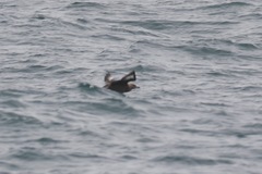 Stercorarius skua