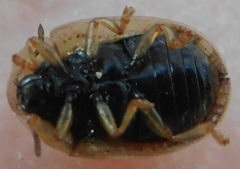 Hypocassida subferruginea