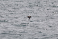 Stercorarius skua