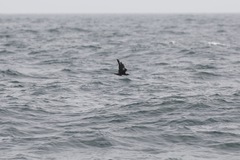 Stercorarius skua