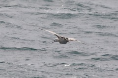 Larus argentatus × hyperboreus