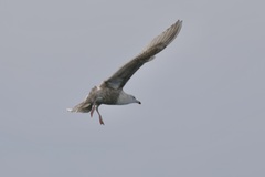 Larus argentatus × hyperboreus