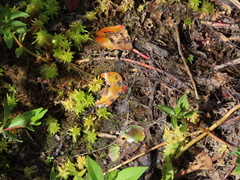 Polypedilum braseniae