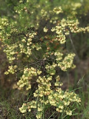 Dodonaea physocarpa