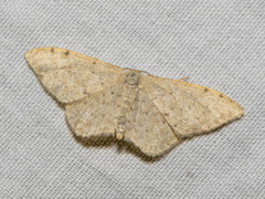Idaea probleta