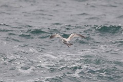Larus argentatus × hyperboreus
