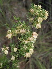 Dodonaea physocarpa