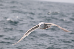 Larus argentatus × hyperboreus