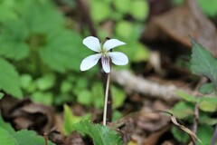 Viola adenothrix
