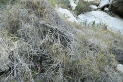 Funastrum
