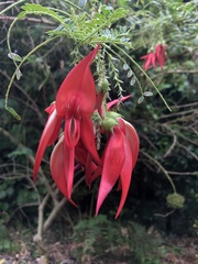 Clianthus puniceus
