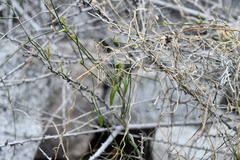 Funastrum