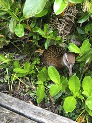 Gallirallus australis