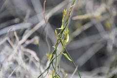 Funastrum
