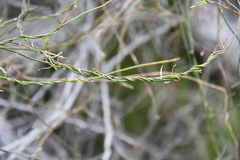 Funastrum