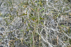 Funastrum