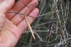 Funastrum