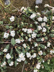 Pimelea prostrata