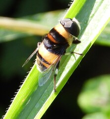 Eristalina