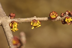 Forestiera pubescens pubescens
