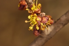 Forestiera pubescens pubescens