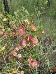 Dodonaea physocarpa