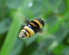 Eristalina