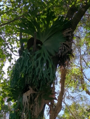 Platycerium superbum