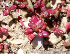 Hemichroa pentandra