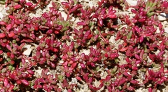 Hemichroa pentandra