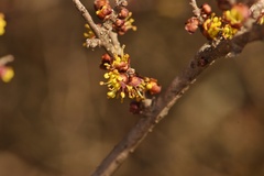 Forestiera pubescens pubescens