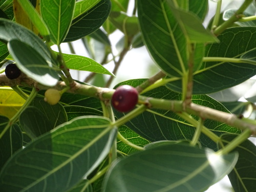 Image of Ficus crassinervia by (c) Alexis López Hernández, some rights reserved (CC BY)