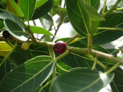 Ficus crassinervia