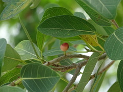 Ficus crassinervia